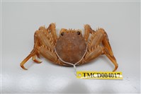 藏品(近親盾牌蟹)的圖片